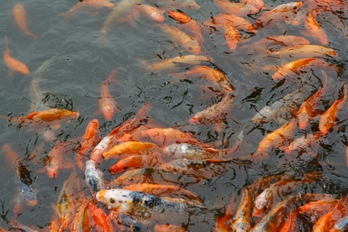 crystal clear waters of the lake in the temple teeming with fish.JPG-1.jpg.jpg